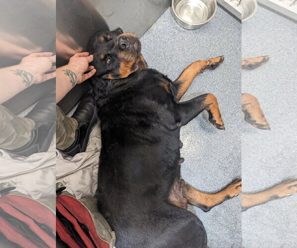 Medium Photo #3 Rottweiler Puppy For Sale in Hillsboro, NH, USA