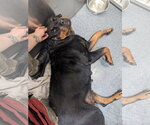 Small #2 Rottweiler