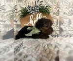 Small Photo #8 Yorkshire Terrier Puppy For Sale in BARNETT, MO, USA