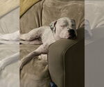 Small #5 American Bulldog