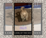 Small #2 Pug-A-Poo