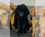 Small Photo #3 Goldendoodle Puppy For Sale in VERO BEACH, FL, USA