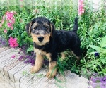 Small Photo #9 Airedale Terrier Puppy For Sale in MC BAIN, MI, USA