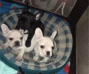 French Bulldog Puppy for sale in NEOSHO, MO, USA