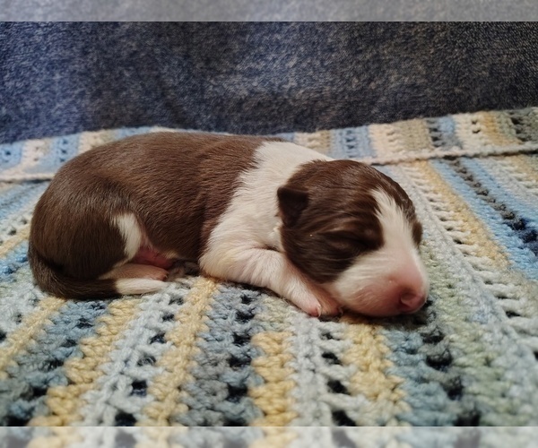 Medium Photo #250 Border Collie Puppy For Sale in NORBORNE, MO, USA