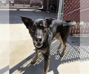 German Shepherd Dog-Unknown Mix Dogs for adoption in Redlands, CA, USA