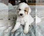Small Photo #59 Goldendoodle (Miniature) Puppy For Sale in PENSACOLA, FL, USA