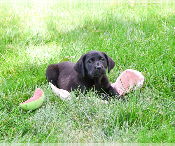 Medium Photo #7 Labrador Retriever Puppy For Sale in SYRACUSE, IN, USA