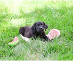 Small #6 Labrador Retriever