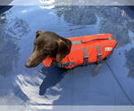 Small #3 Dachshund
