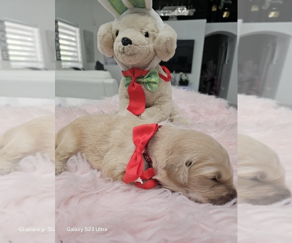 Medium Photo #2 Golden Retriever Puppy For Sale in ORLANDO, FL, USA