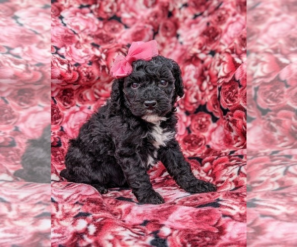 Medium Photo #3 Poodle (Miniature) Puppy For Sale in LINCOLN UNIV, PA, USA
