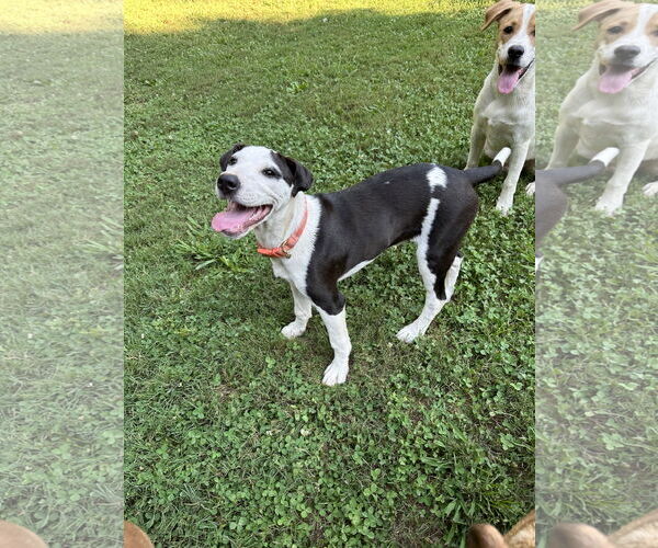 Medium Photo #2 American Pit Bull Terrier-Border Collie Mix Puppy For Sale in Ball Ground, GA, USA