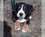 Puppy 2 Greater Swiss Mountain Dog