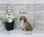 Small #12 Poodle (Miniature)