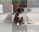 Small Photo #2 Australian Shepherd Puppy For Sale in COULTERVILLE, CA, USA