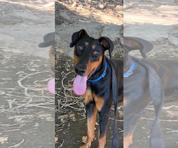 Medium Photo #3 Doberman Pinscher-Unknown Mix Puppy For Sale in Pittsburg, CA, USA