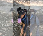 Small #2 Doberman Pinscher Mix