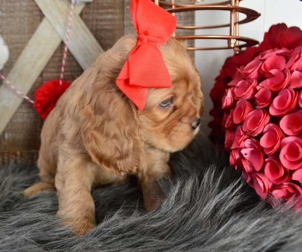Medium Photo #5 Cocker Spaniel Puppy For Sale in HONEY BROOK, PA, USA