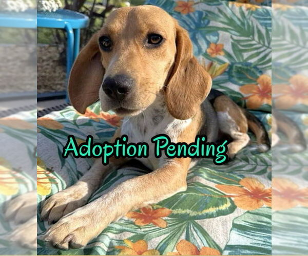 Medium Photo #2 Beagle Puppy For Sale in Dunnellon, FL, USA