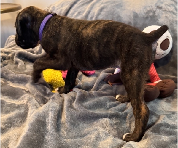 Medium Photo #8 Boxer Puppy For Sale in LANSING, MI, USA