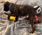 Small #7 Boxer