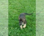 Small Photo #17 German Shepherd Dog Puppy For Sale in MOODY, MO, USA