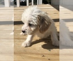 Small Photo #9 Poogle Puppy For Sale in SPENCER, TN, USA