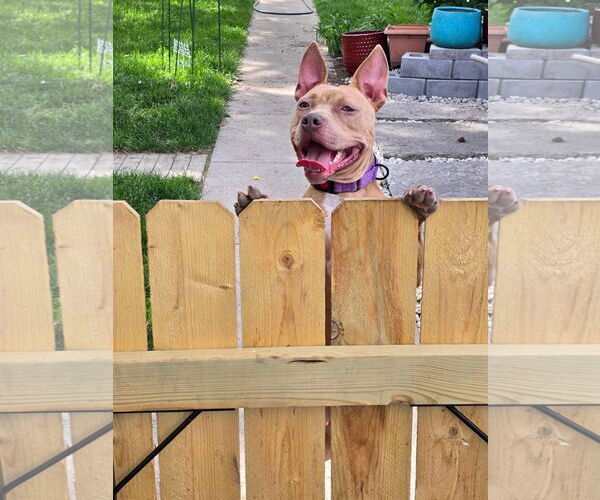 Medium Photo #14 American Pit Bull Terrier-Unknown Mix Puppy For Sale in Germantown, OH, USA