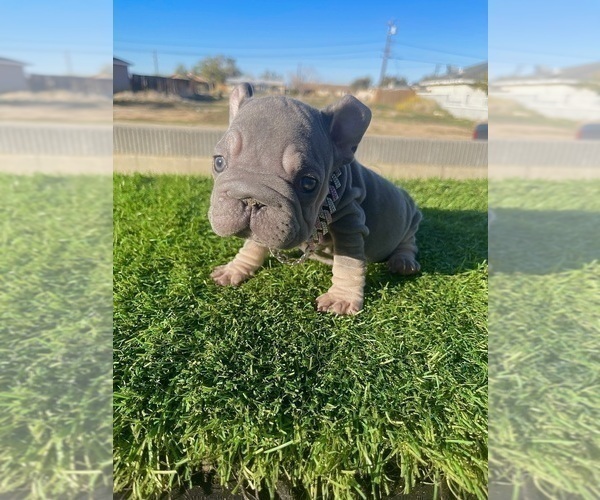 Medium Photo #20 French Bulldog Puppy For Sale in DENVER, CO, USA