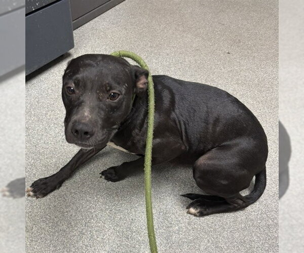 Medium Photo #1 Labrador Retriever-Unknown Mix Puppy For Sale in Palmetto, FL, USA