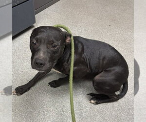 Labrador Retriever-Unknown Mix Dogs for adoption in Palmetto, FL, USA