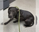 MAINE - Female Labrador Retriever-Unknown Mix Dog for Adoption - Small photo