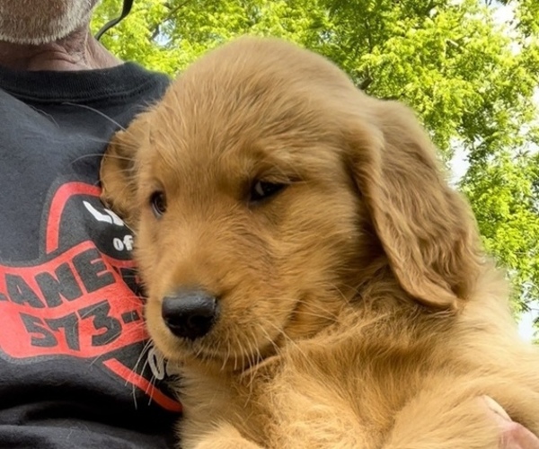 Medium Photo #3 Golden Retriever Puppy For Sale in RICHLAND, MO, USA