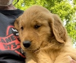 Small Photo #3 Golden Retriever Puppy For Sale in RICHLAND, MO, USA