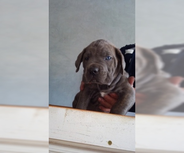 Medium Photo #15 Cane Corso Puppy For Sale in CITY INDUSTRY, CA, USA