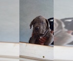Small Photo #15 Cane Corso Puppy For Sale in CITY INDUSTRY, CA, USA