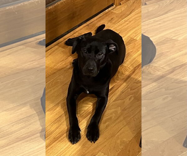 Medium Photo #1 Labrador Retriever-Unknown Mix Puppy For Sale in Plainfield, IL, USA