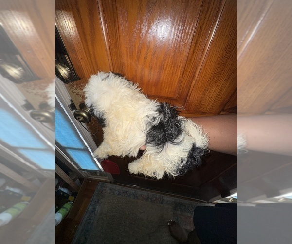 Medium Photo #11 Shih Tzu Puppy For Sale in SNELLVILLE, GA, USA
