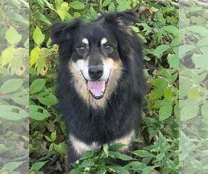 Jax Allen - Male Australian Shepherd Dog for Adoption