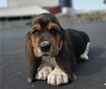 Puppy Daisy Basset Hound
