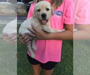 Labrador Retriever Puppy for sale in MECHANICSVILLE, VA, USA
