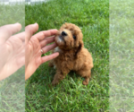Small #1 Goldendoodle (Miniature)