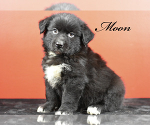 Australian Shepherd Puppy for sale in EASTON, MO, USA