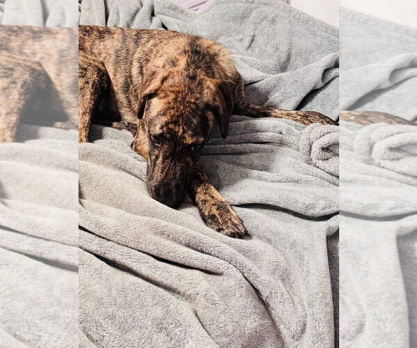 Medium Photo #3 Mutt Puppy For Sale in Greenville, SC, USA