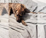 Small Photo #3 Mutt Puppy For Sale in Greenville, SC, USA