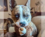 Small #10 Catahoula Leopard Dog Mix
