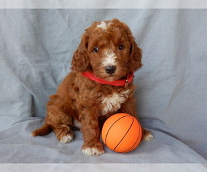 Goldendoodle (Miniature) Puppy for sale in MILLERSBURG, OH, USA