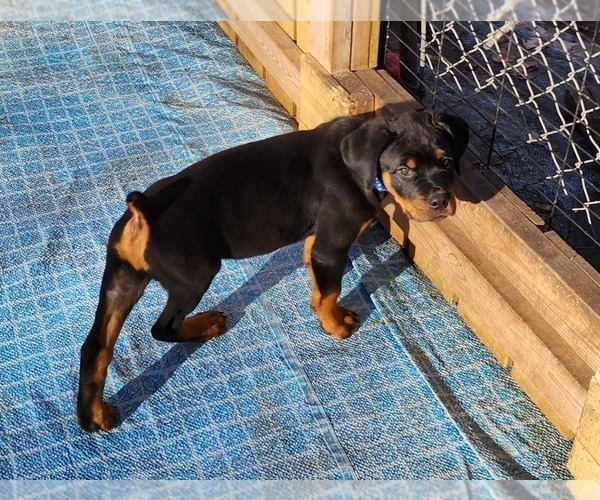 Medium Photo #19 Rottweiler Puppy For Sale in DES MOINES, IA, USA
