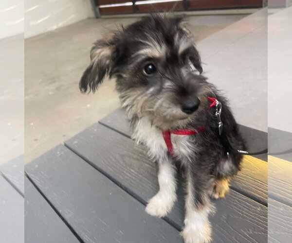 Medium Photo #6 Mutt Puppy For Sale in Escondido, CA, USA